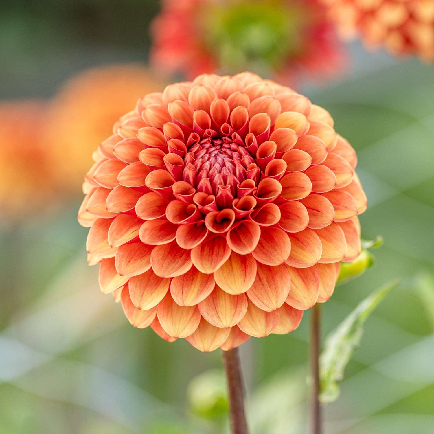 Daalia 'Brown Sugar'